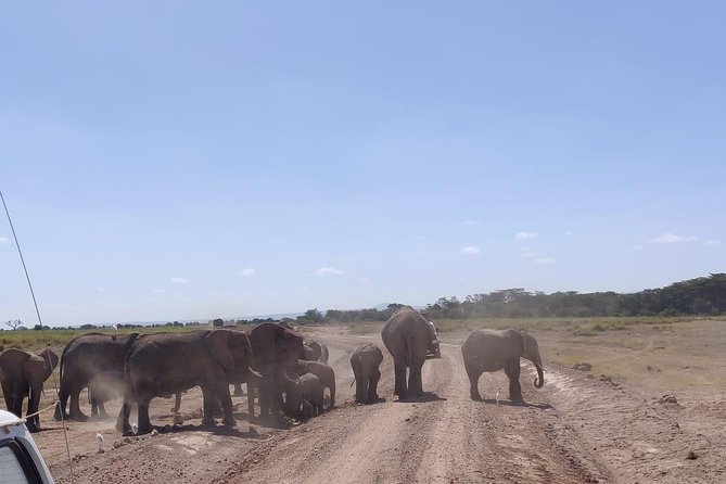 Day Tour to Amboseli National Park - Who Will Get the Most From This Tour