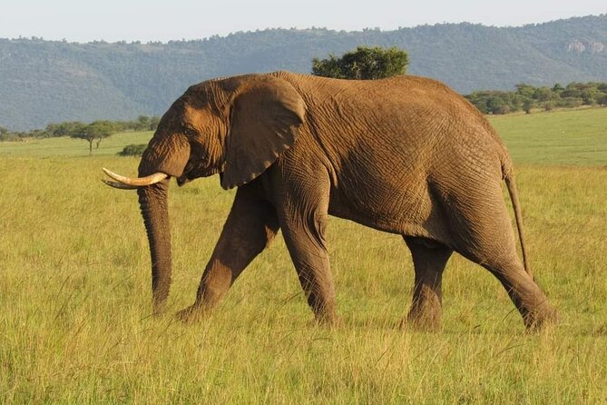 Day Tour To Amboseli National Park from Nairobi - Key points at a glance