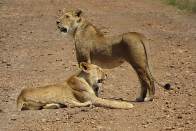 Day Tour To Amboseli National Park from Nairobi - Why Amboseli works as a one-day safari