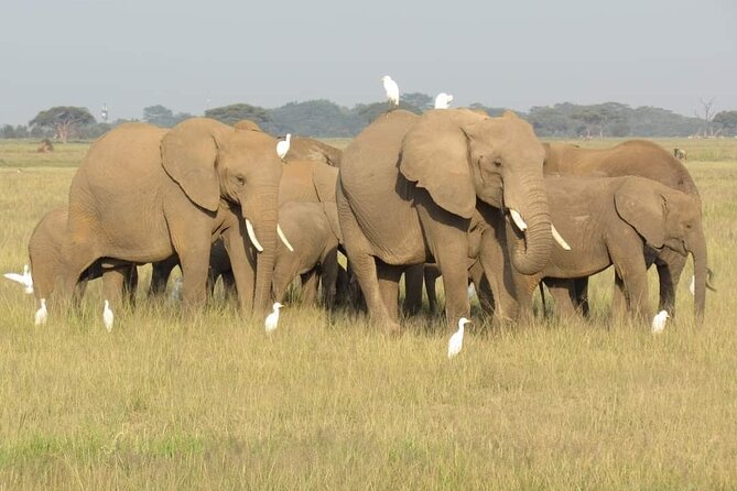 Day Tour To Amboseli National Park from Nairobi - What the game drive feels like