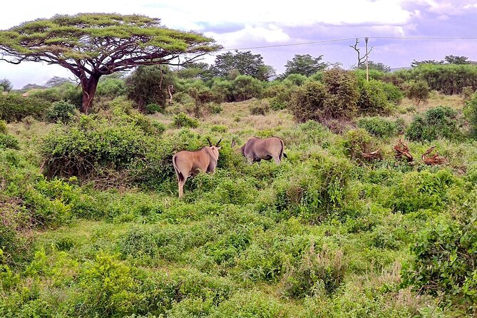 Day Tour To Amboseli National Park from Nairobi - What the $294 price includes