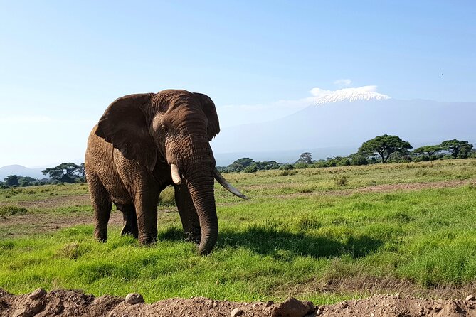 Day Tour to Amboseli National Park from Nairobi - What the $280 price really buys