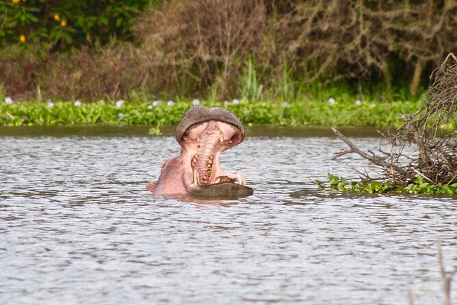 Day Tour to Crescent Island in Naivasha - Why Crescent Island feels different from a standard safari
