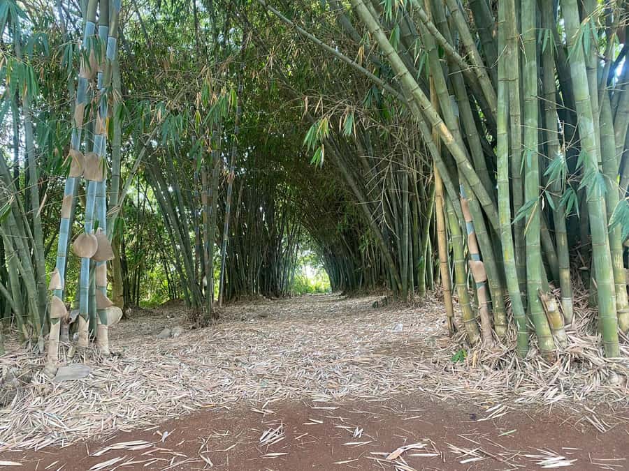 Day Tour to Fairview Coffee Estate From Nairobi - Key things to know before you go