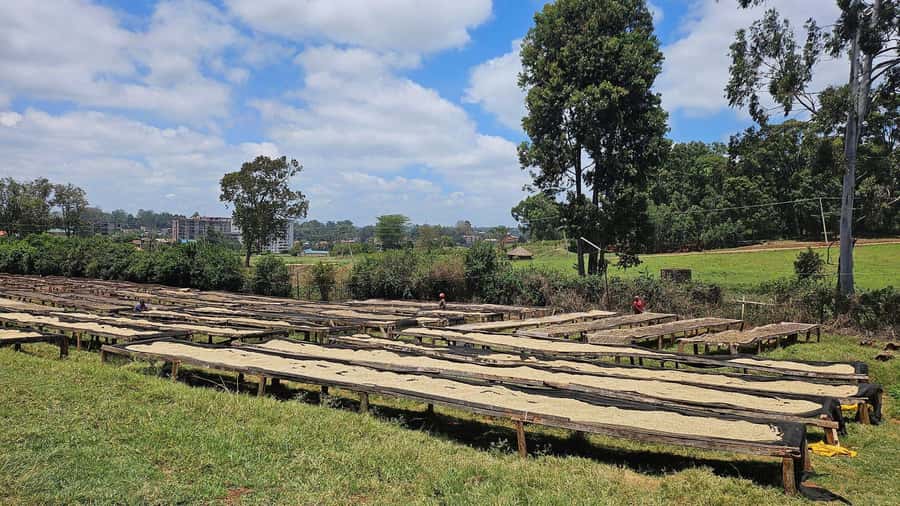 Day Tour to Fairview Coffee Estate From Nairobi - Understanding the farm’s working methods