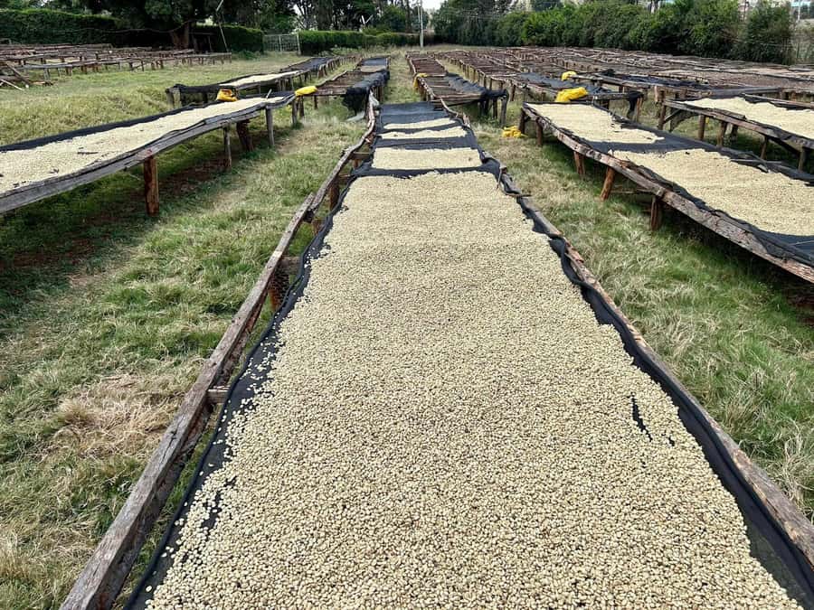 Day Tour to Fairview Coffee Estate From Nairobi - Small groups and guide quality