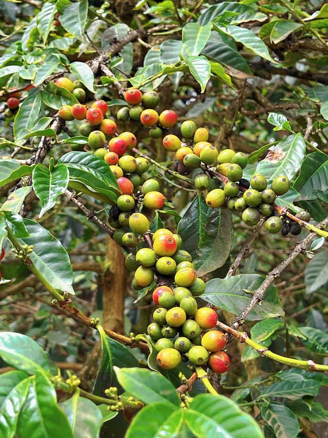 Day Tour to Fairview Coffee Estate From Nairobi - Practical details that affect your day