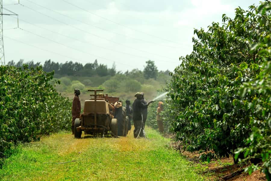 Day Tour to Fairview Coffee Estate From Nairobi - The drive from Nairobi to Kiambu