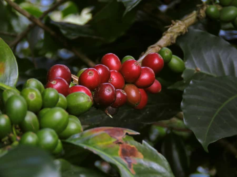 Day Tour to Fairview Coffee Farm - Key points to know before you go