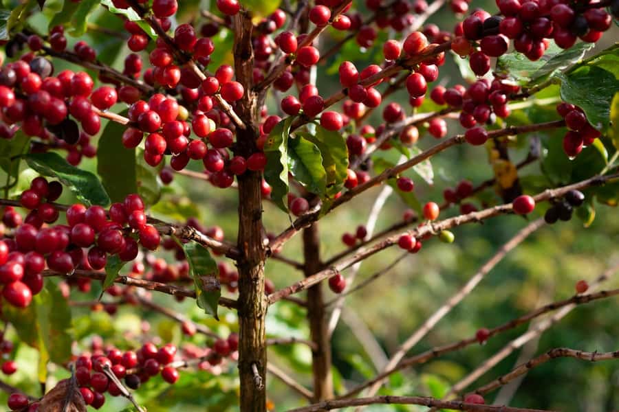 Day Tour to Fairview Coffee Farm - The farm story comes first
