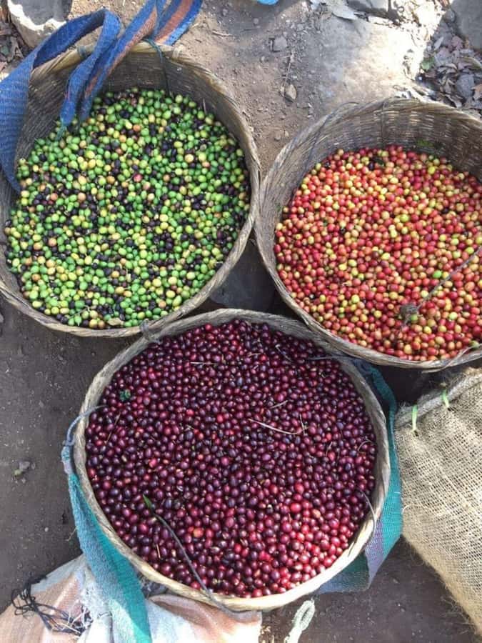 Day Tour to Fairview Coffee Farm - The roasting lab and first taste