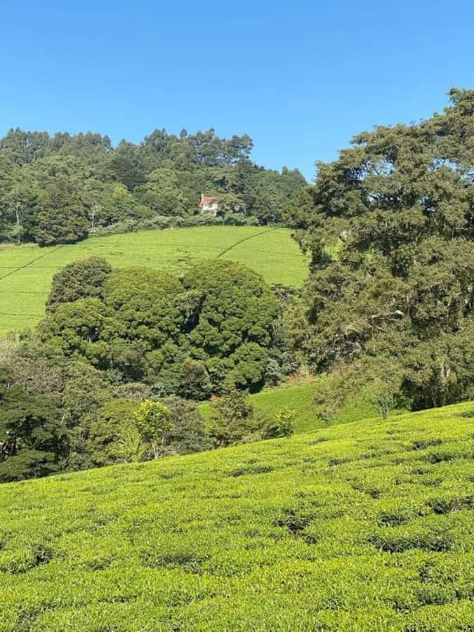 Day Tour to Fairview Coffee Farm - Timing, comfort, and practical planning
