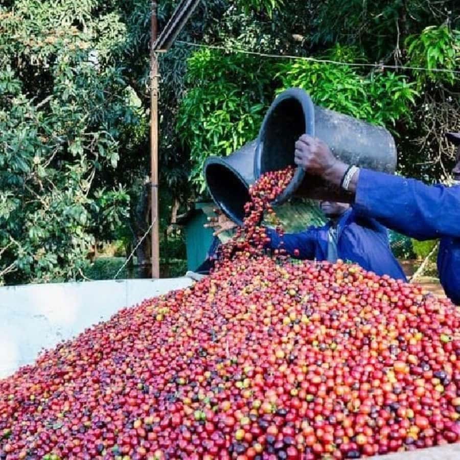 Day Tour to Fairview Coffee Farm - Who should book this coffee tour?