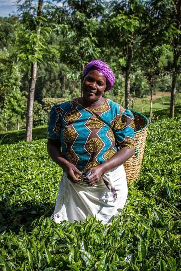 Day Tour to Fairview Coffee Farm - Leaving Nairobi by private car