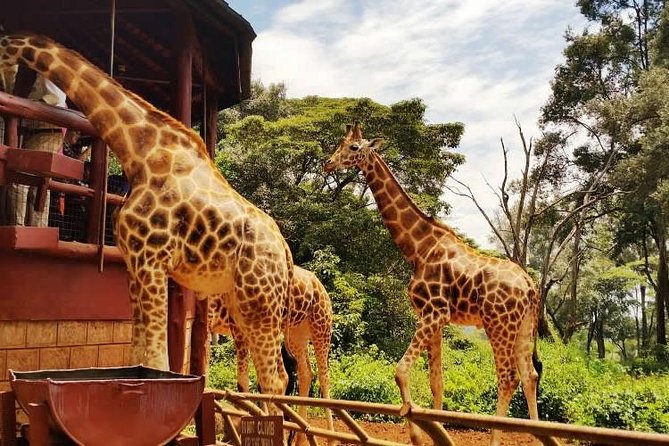 Day tour to Giraffe Center and Karen Blixen Museum - What the $95.08 price includes