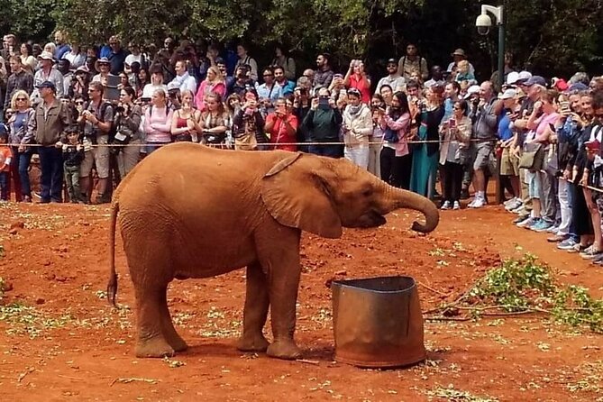 Day tour to Giraffe Center and Karen Blixen Museum - The elephant question needs careful checking