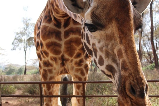 Day tour to Giraffe center and Karen Blixen Nairobi - A close look at Nairobi’s giraffe experience