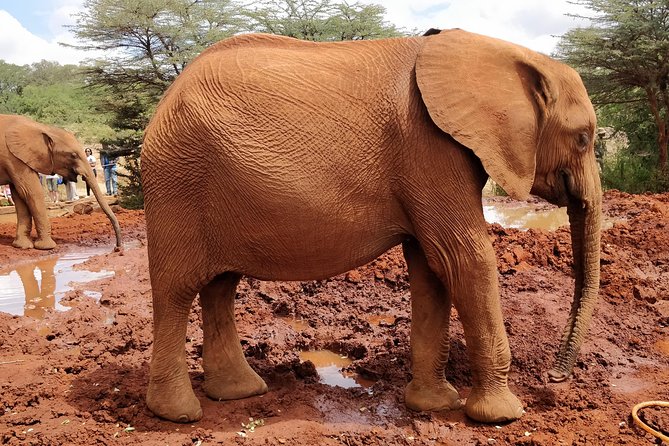 Day tour to Giraffe center and Karen Blixen Nairobi - The elephant question you should settle before paying