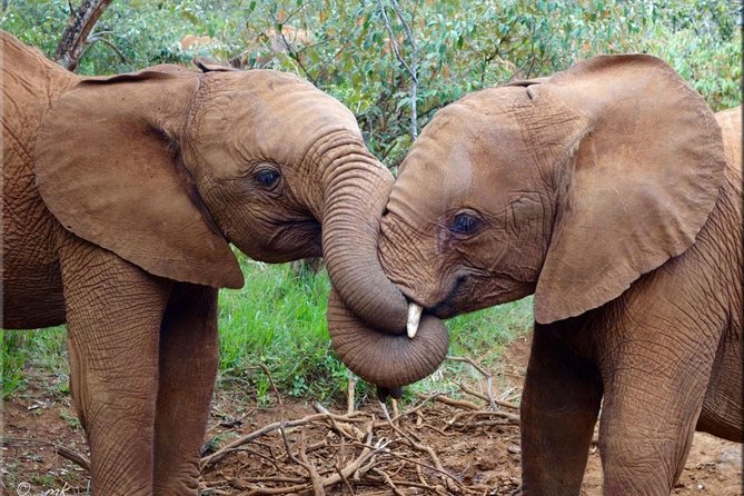 Day tour to Giraffe center and Karen Blixen Nairobi - What the praise tells you about the experience