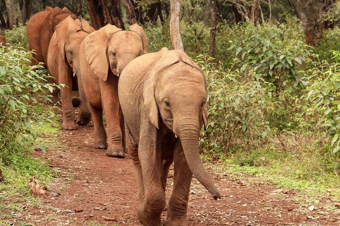 Day tour to Giraffe center and Karen Blixen Nairobi - Who should book this six-hour Nairobi tour?
