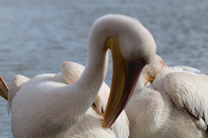 Day Tour To Hell's Gate National Park and Optional Boat Ride on Lake Naivasha. - What the $65 price really covers