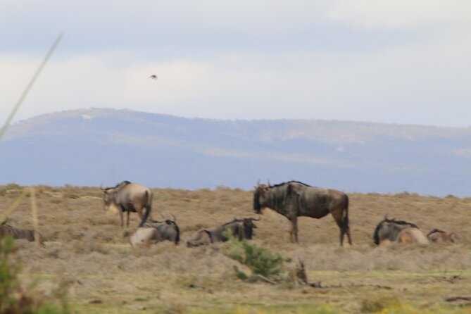 Day Tour To Hell's Gate National Park and Optional Boat Ride on Lake Naivasha. - Who will enjoy this day most