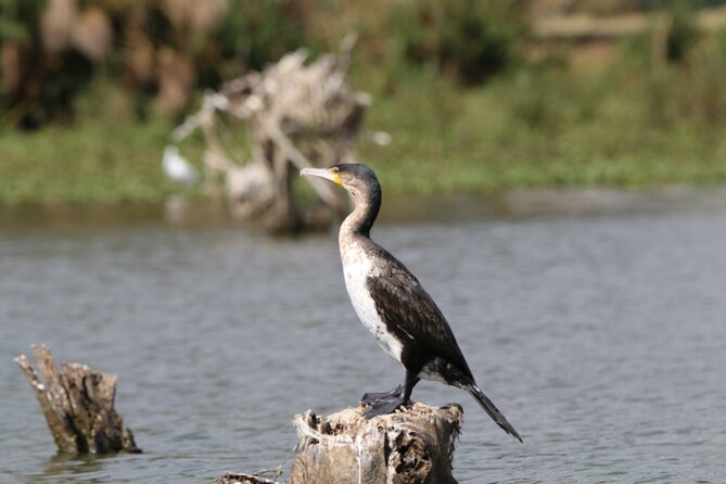 Day tour to Hell's Gate National park and optional Boat ride on lake Naivasha - Guides, timing, and the human side of the day