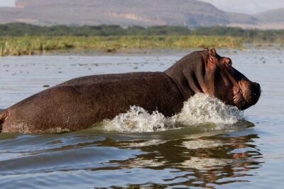 Day tour to Hells Gate, Lake Naivasha and Crescent Island Walk