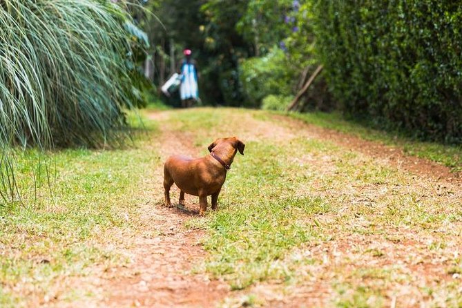 Day Tour To Kiambethu Tea Farm in Limuru - Verandah drinks and a three-course lunch