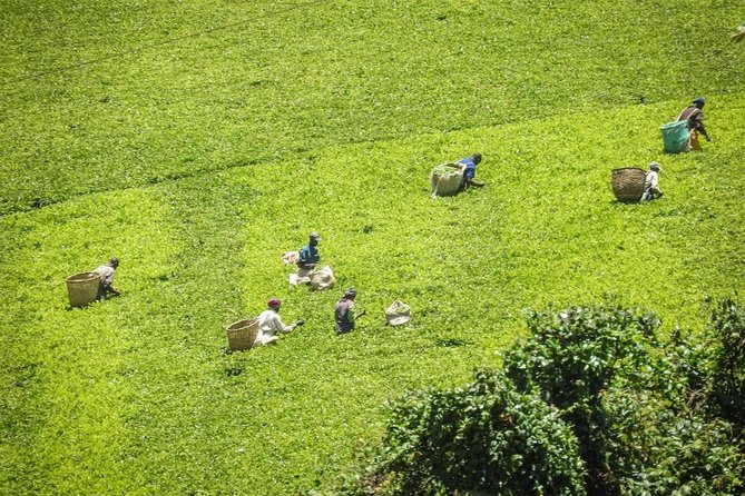 Day Tour To Kiambethu Tea Farm in Limuru - The guides can shape the day
