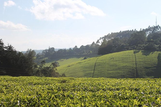 Day Tour To Kiambethu Tea Farm in Limuru - Walking through indigenous forest