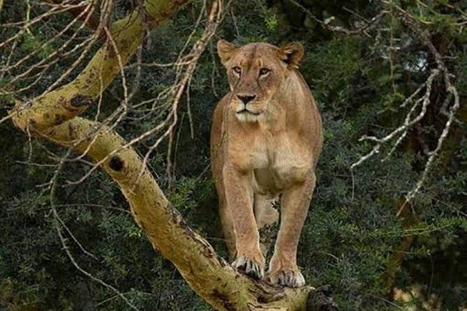 Day Tour To Lake Nakuru Park With Optional Boat Ride on Lake Naivasha - Lunch at Lake Nakuru Lodge or a picnic in the park