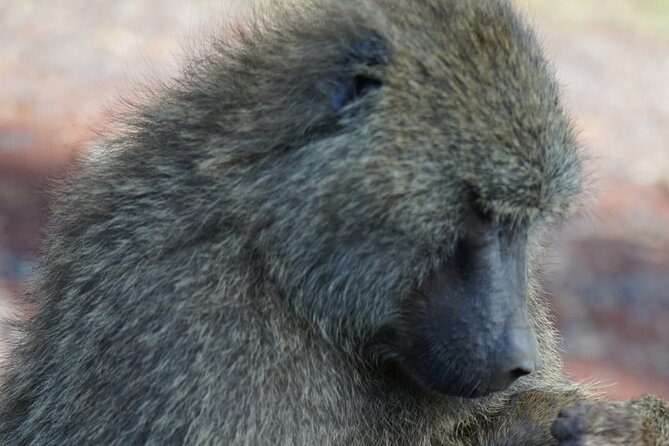 Day Tour To Lake Nakuru Park With Optional Boat Ride on Lake Naivasha - Leaving Nakuru with more game viewing