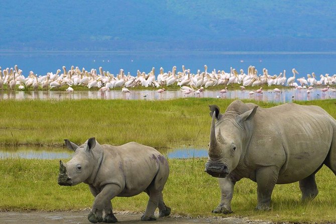 Day Tour To Lake Nakuru Park With Optional Boat Ride on Lake Naivasha - The one-hour boat ride at Lake Naivasha