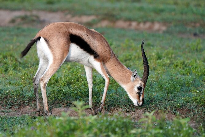Day Tour To Lake Nakuru Park With Optional Boat Ride on Lake Naivasha - Returning to Nairobi around 6:00pm