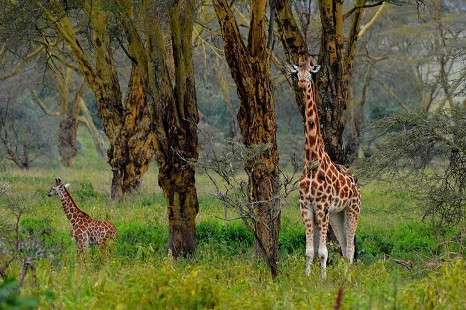 Day Tour To Lake Nakuru Park With Optional Boat Ride on Lake Naivasha - The Great Rift Valley viewpoint