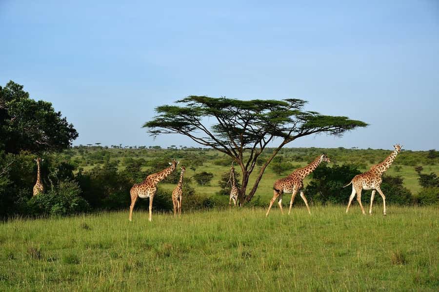 Day Tour to Maasai Mara & optional Maasai village visit - Key points at a glance