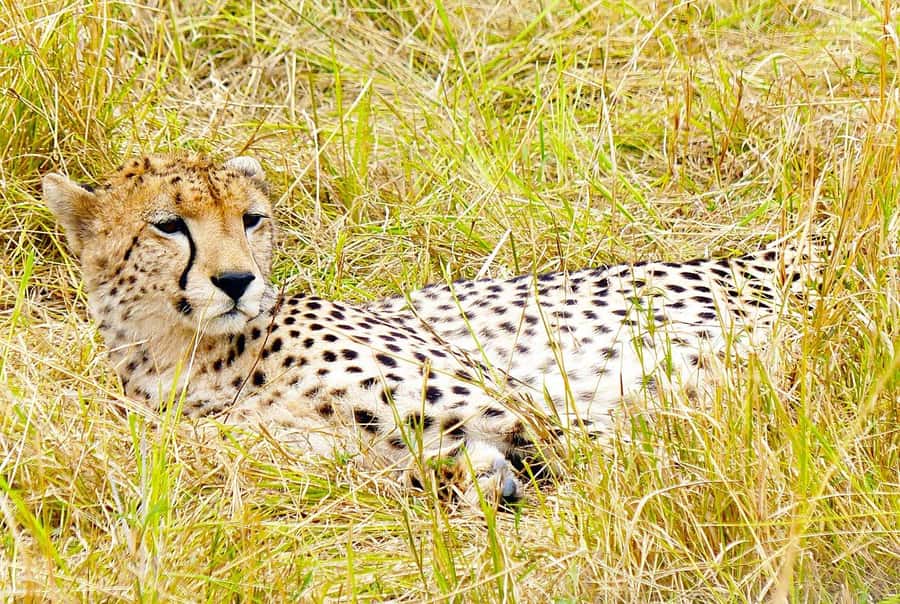 Day Tour to Maasai Mara & optional Maasai village visit - Why this day trip works for a short Nairobi stay