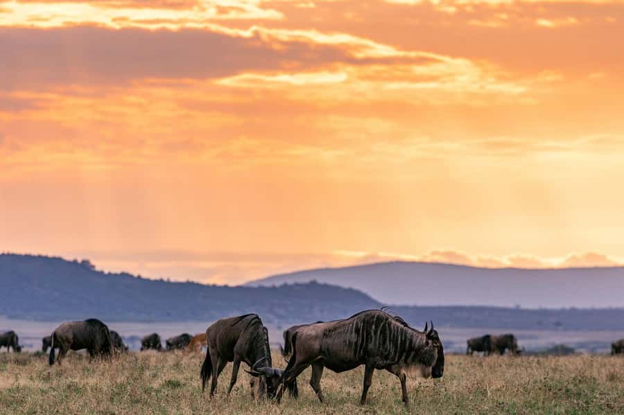 Day Tour to Maasai Mara & optional Maasai village visit - Five hours among Mara wildlife