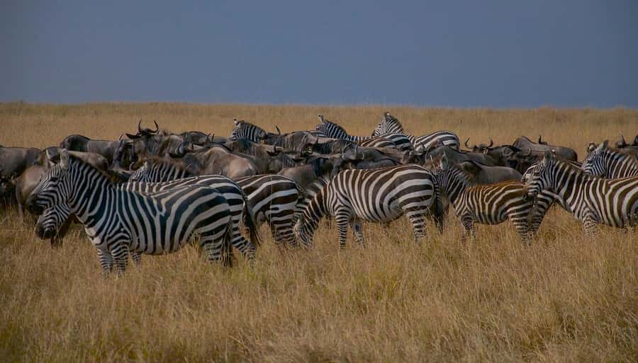 Day Tour to Maasai Mara & optional Maasai village visit - Picnic lunch beneath a tree