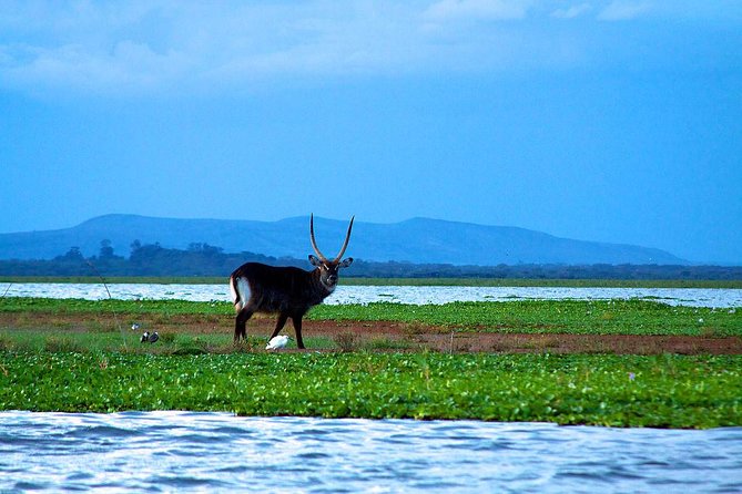 Day Tour To Mount Longonot Park From Nairobi - Coming back down to the park headquarters