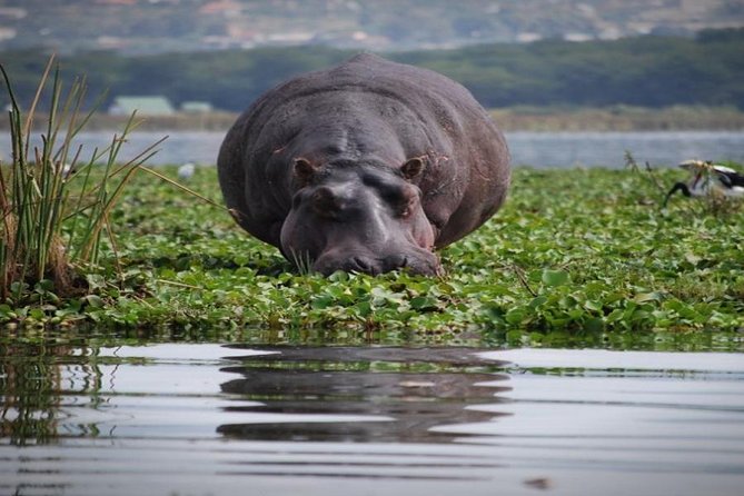 Day Tour To Mount Longonot Park From Nairobi - The 6 AM drive through the Kikuyu highlands