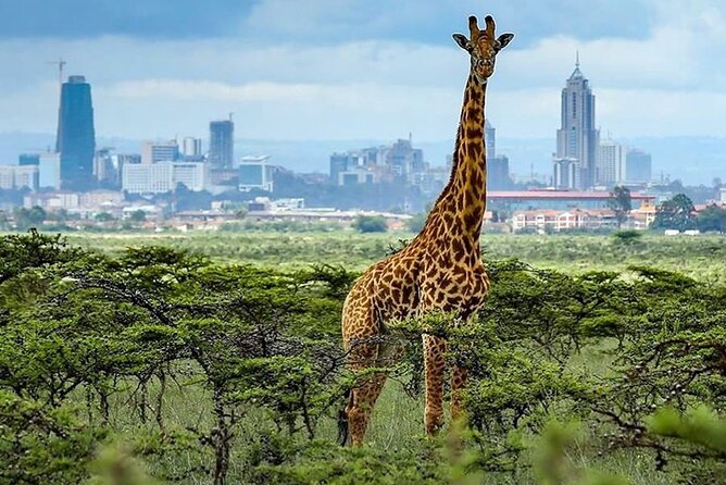 Day Tour to Nairobi National Park and Giraffe Center - Five hours under the pop-up roof