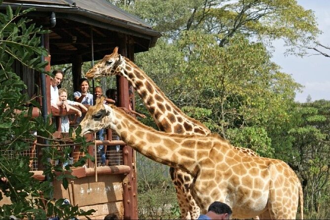 Day Tour to Nairobi National Park and Giraffe Center - The 6:30 am pickup and why timing matters
