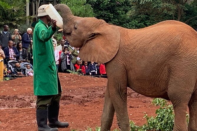 Day Tour to Nairobi national park, Elephants, and Giraffe Center - Nairobi National Park and the three-hour game drive