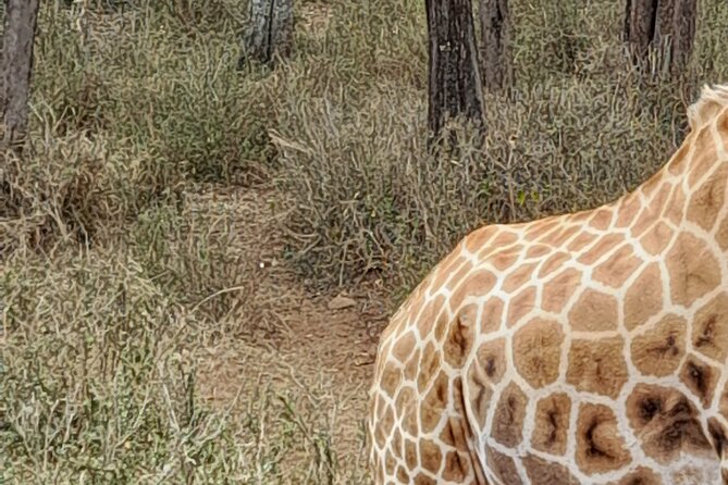 Day Tour to Nairobi national park, Elephants, and Giraffe Center - Transport, pickup, and the guide question