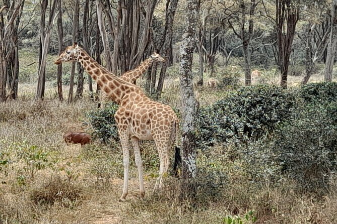 Day Tour to Nairobi national park, Elephants, and Giraffe Center - Sheldrick Wildlife Trust Nursery at 11 a.m.