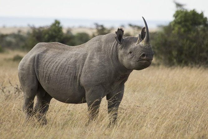 Day Tour to Ol Pejeta Conservancy - The morning game drive and chimpanzee sanctuary