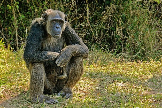Day Tour to Ol Pejeta Conservancy - What the guides add to the day