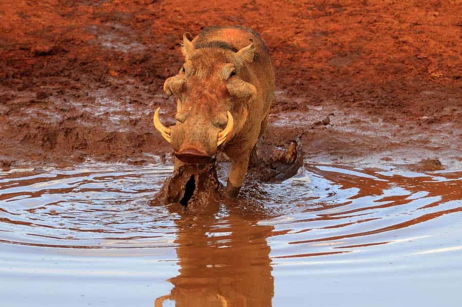Day tour to Tsavo East National Park from Malindi/ Watamu - Aruba Dam and the search for wildlife